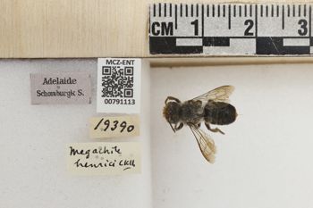 Media type: image;   Entomology 791113 Aspect: Labels